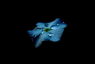 蓝花与水下降
